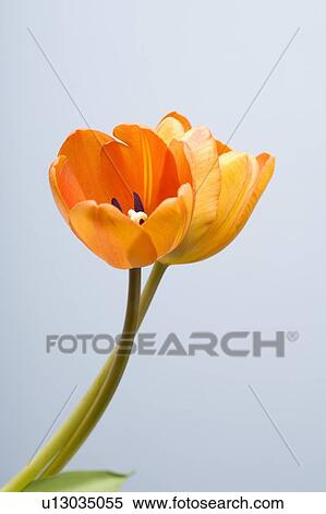 Stock Photography - Studio shot of yellow tulips. Fotosearch