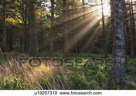 Sunbeams in forest View Large Photo Image Stock Photo - Sunbeams in forest. Fotosearch