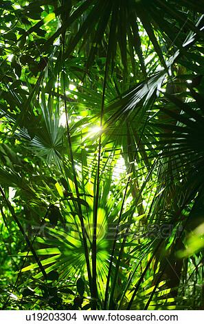 Picture - Tropical leaves. Fotosearch