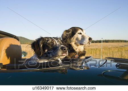 Two dogs sitting on rear seats of convertible car during road trip View Large Photo Image Stock Photo - Two dogs sitting on rear seats of convertible car during road trip. Fotosearch