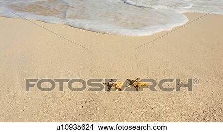 Two starfish on beach View Large Photo Image Picture - Two starfish on beach. Fotosearch