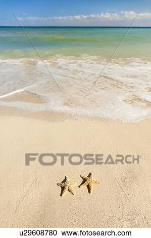 Stock Image - Two starfish on beach. Fotosearch