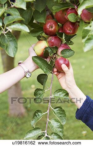 Children picking fruit from tree View Large Photo Image Stock Image - Children picking fruit from tree. Fotosearch