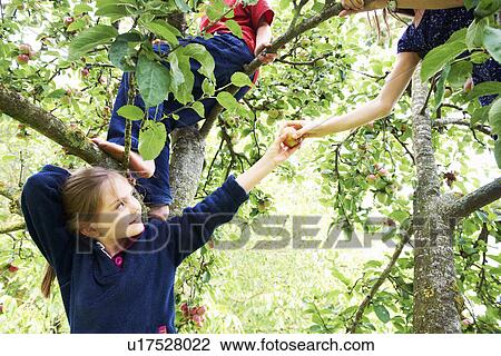 Children picking fruit in tree View Large Photo Image Stock Image - Children picking fruit in tree. Fotosearch