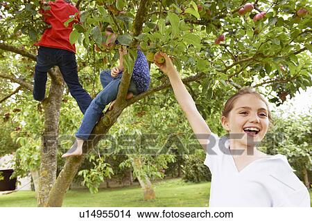 Children playing in fruit tree in meadow View Large Photo Image Picture - Children playing in fruit tree in meadow. Fotosearch