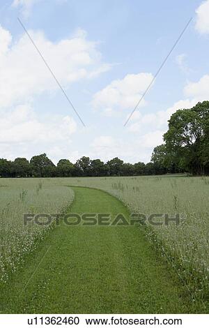 Stock Image - Clipped path in field of flowers. Fotosearch