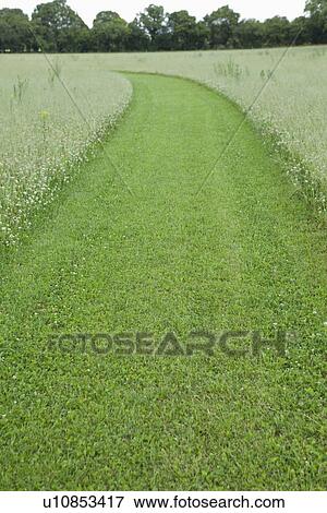 Stock Photo - Clipped path in field of flowers. Fotosearch