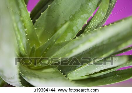 Close up of aloe vera plant View Large Photo Image Picture - Close up of aloe vera plant. Fotosearch