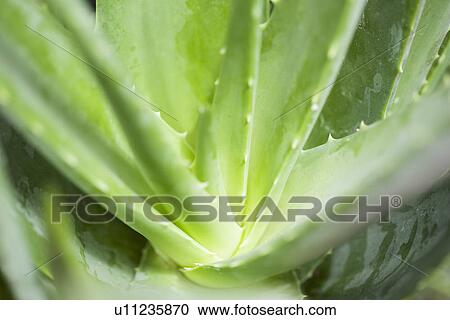 Stock Image - Close up of aloe vera plant. Fotosearch