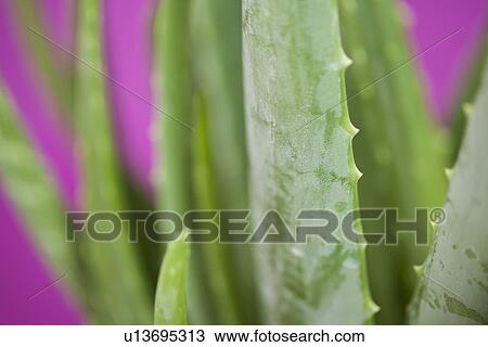 Close up of aloe vera plant View Large Photo Image Stock Image - Close up of aloe vera plant. Fotosearch