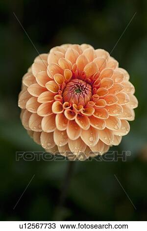 Close up of ball dahlia flower View Large Photo Image Stock Image - Close up of ball dahlia flower. Fotosearch