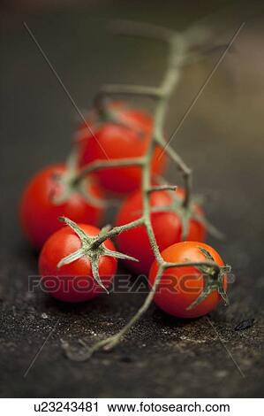 Stock Image - Close up of cherry tomatoes on vine. Fotosearch