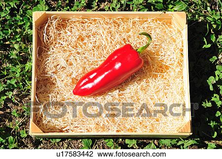 Close up of chili pepper in wooden box View Large Photo Image Stock Image - Close up of chili pepper in wooden box. Fotosearch