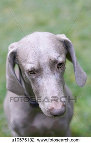 Stock Image - Close up of dogs face. Fotosearch