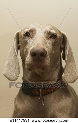Stock Image - Close up of dogs face. Fotosearch