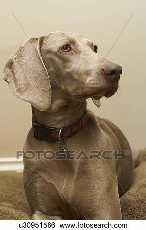 Stock Photograph - Close up of dogs face. Fotosearch