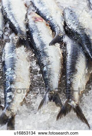 Close up of fish on ice for sale View Large Photo Image Picture - Close up of fish on ice for sale. Fotosearch