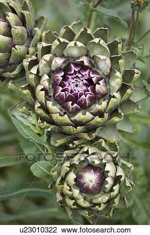 Close up of flowering artichoke plant View Large Photo Image Stock Image - Close up of flowering artichoke plant. Fotosearch
