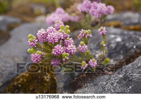 Close up of flowers growing in rocks View Large Photo Image Stock Photo - Close up of flowers growing in rocks. Fotosearch