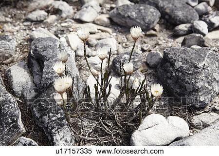 Stock Photography - Close up of flowers growing in rocks. Fotosearch