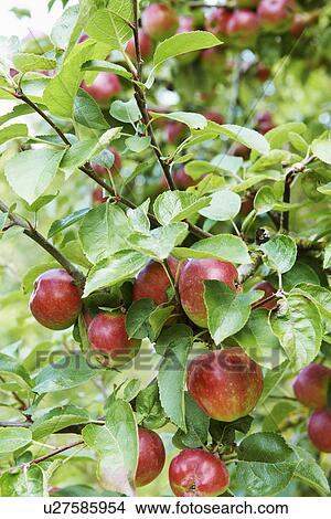 Picture - Close up of fruit growing on tree. Fotosearch