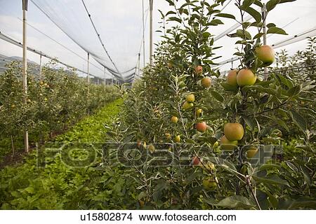 Close up of fruit on tree in greenhouse View Large Photo Image Picture - Close up of fruit on tree in greenhouse. Fotosearch