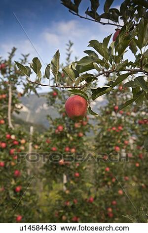Close up of fruit on tree in orchard View Large Photo Image Stock Image - Close up of fruit on tree in orchard. Fotosearch