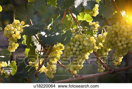 Close up of grapes on vine in vineyard View Large Photo Image Picture - Close up of grapes on vine in vineyard. Fotosearch