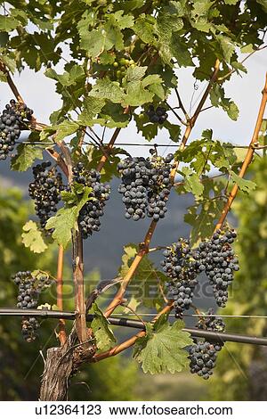 Close up of grapes on vine in vineyard View Large Photo Image Stock Image - Close up of grapes on vine in vineyard. Fotosearch