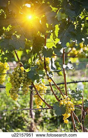 Close up of grapes on vine in vineyard View Large Photo Image Stock Image - Close up of grapes on vine in vineyard. Fotosearch