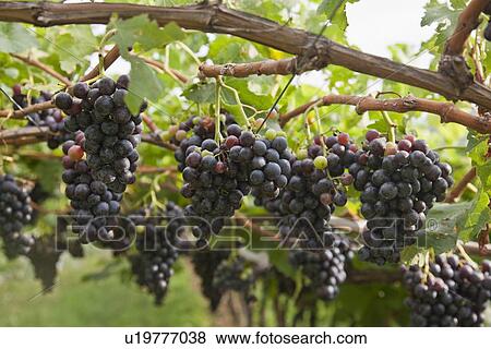Close up of grapes on vine in vineyard View Large Photo Image Stock Photo - Close up of grapes on vine in vineyard. Fotosearch