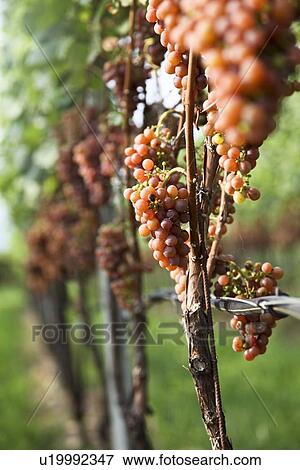 Close up of grapes on vine in vineyard View Large Photo Image Stock Photo - Close up of grapes on vine in vineyard. Fotosearch