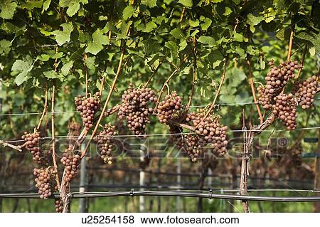 Close up of grapes on vine in vineyard View Large Photo Image Stock Photo - Close up of grapes on vine in vineyard. Fotosearch