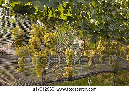 Close up of grapes on vines in vineyard View Large Photo Image Stock Image - Close up of grapes on vines in vineyard. Fotosearch