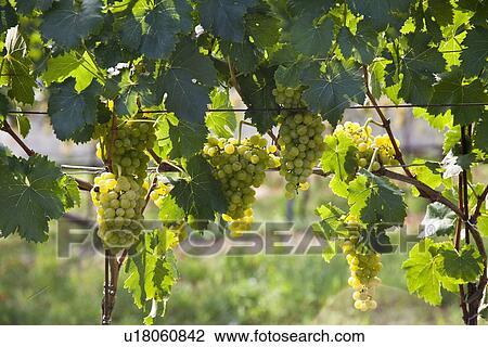 Stock Image - Close up of grapes on vines in vineyard. Fotosearch