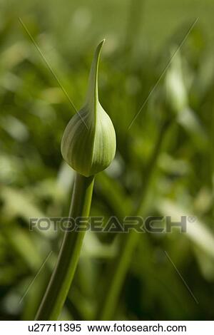 Close up of green bud View Large Photo Image Stock Photography - Close up of green bud. Fotosearch