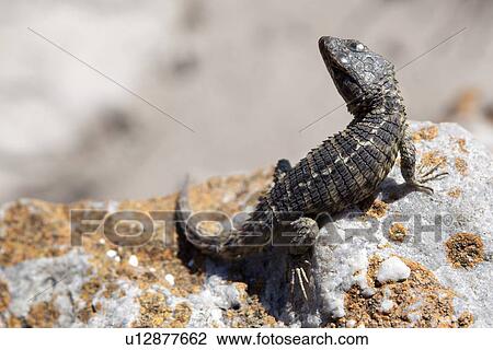 Close up of lizard on rock View Large Photo Image Stock Image - Close up of lizard on rock. Fotosearch