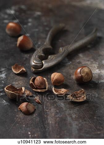 Close up of nutcracker with hazelnuts View Large Photo Image Stock Image - Close up of nutcracker with hazelnuts. Fotosearch