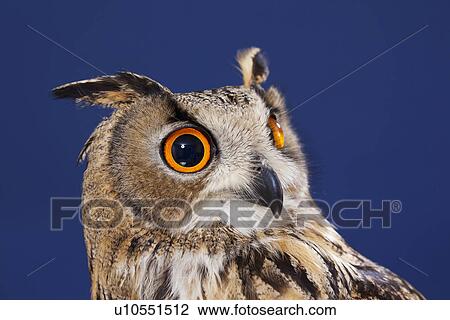 Close up of owls face View Large Photo Image Stock Image - Close up of owls face. Fotosearch