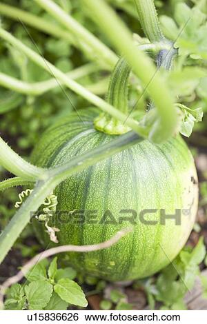 Close up of pumpkin growing on vine View Large Photo Image Stock Photograph - Close up of pumpkin growing on vine. Fotosearch