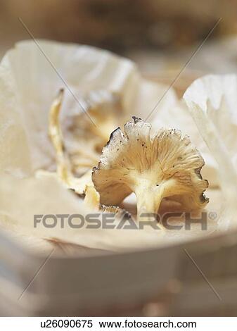 Stock Photography - Close up of punnet of morel mushrooms. Fotosearch
