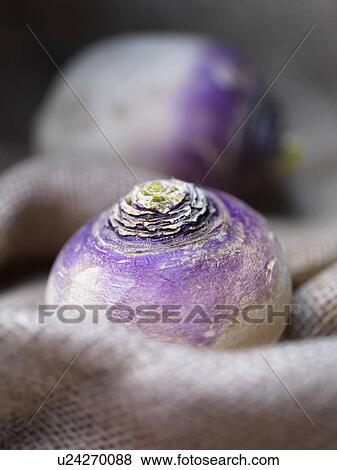 Close up of sack of turnips View Large Photo Image Stock Photo - Close up of sack of turnips. Fotosearch