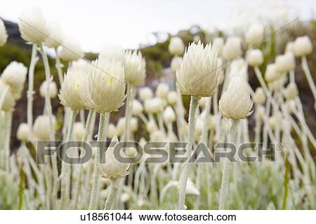 Close up of spiked flowers View Large Photo Image Picture - Close up of spiked flowers. Fotosearch