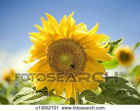 Stock Image - Close up of sunflower with insect. Fotosearch