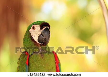 Close up of tropical parrots face View Large Photo Image Stock Image - Close up of tropical parrots face. Fotosearch