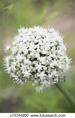 Close up of white allium flower View Large Photo Image Stock Image - Close up of white allium flower. Fotosearch