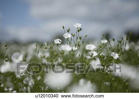 Close up of wildflowers in field View Large Photo Image Stock Image - Close up of wildflowers in field. Fotosearch