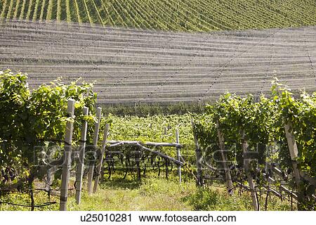 Stock Image - Cover over vines in vineyard. Fotosearch