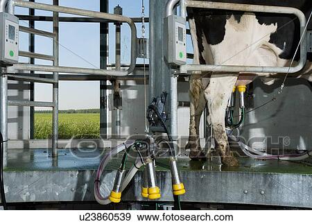 Stock Photo - Cow attached to milking machine. Fotosearch