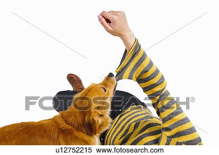 Dog biting womans sleeve View Large Photo Image Stock Photography - Dog biting womans sleeve. Fotosearch